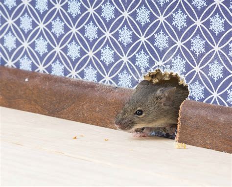 can mice squeeze behind electric boxes|how do mice get inside your house.